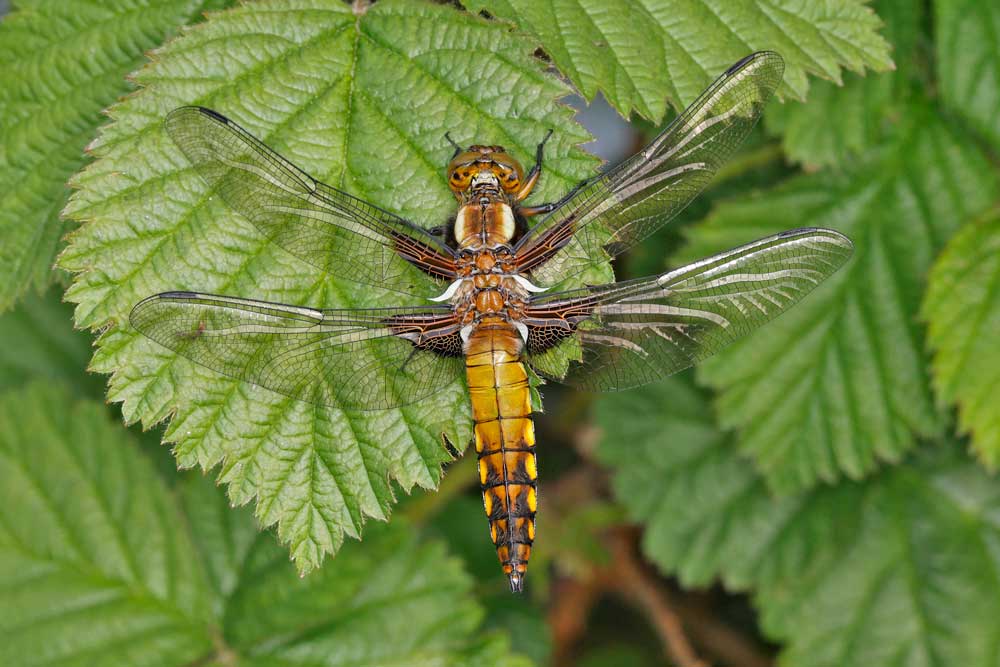 Libellula_depressa
